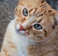 They'll follow you around like a puppy and some will even brown patched tabbies have patches of deep brown tabby markings and patches of red (orange or. 9 Fun Facts About Orange Tabby Cats The Purrington Post