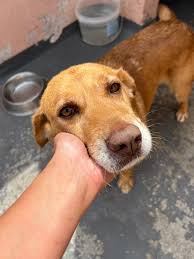 Projecto JAVA - Gold Pet Faça o seu donativo sem sair de casa !