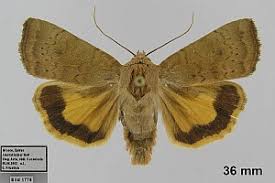 Image result for Noctua interjecta