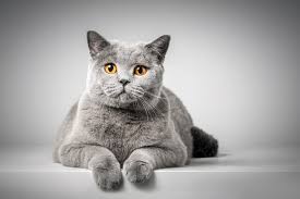 British Shorthair Ozellikleri Tarihcesi Ve Bakimi Enpati Net