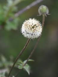 Image result for Dipsacus pinnatifidus