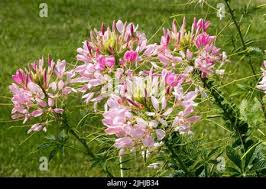 Image result for Cleome houtteana