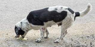 Mi Perro Vomita Espuma Amarilla Que Puedo Hacer Redcanina Es