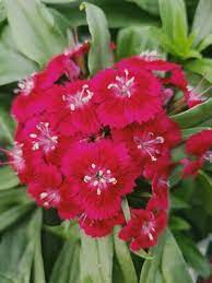 Dianthus Barbatus Barbarini Red Pot Carnation From Sedan Floral