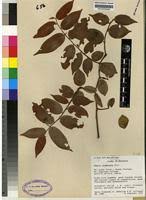 Image result for Uvaria acuminata