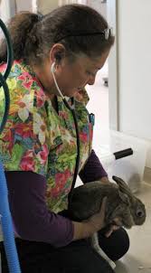 At exotic animal hospital of orlando, we care about your pets. Exotic Patients Visit Mountlake Terrace Veterinarian For Specialized Care Mltnews Com