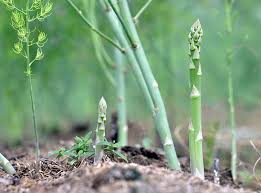 It can be grown in almost any climate, including places like hawaii and california. Growing Asparagus Growing Planting And Harvesting Saga