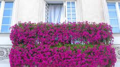 Check spelling or type a new query. 15 Ideas De Plantas Colgantes Para Balcones Plantas Colgantes Plantas Jardines