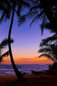 Silhouetted Palm Trees Tropical Beach Sunset Maui Vacation Spots Beautiful Beaches Beautiful Places