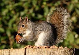 How to get rid of grey squirrels in the garden. Portrait Eines Grauen Eichhornchen Essen Kastanien Im Herbst Pets Squirrel Animals