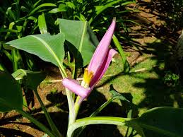 Flowers in the philippines with names and pictures. Ornamental Banana Flower Banana Flower Ornamental Plants Planting Flowers