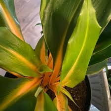 Image result for Chlorophytum gallabatense