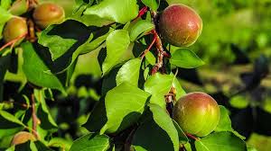 In nature, a peach tree would produce a fruit that then rots during the autumn and winter and sprouts a tree in the spring. Peaches Peach Fruit Trees Nature Plant Fruit Tree Spring Branch Healthy Leaf Pikist