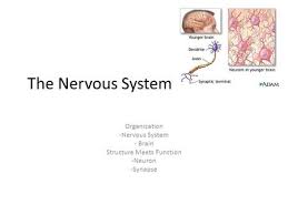 Unit 3 Neurobiology And Communication Ppt Video Online