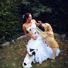 Trash The Dress Dog Dresses Dog Dresses Wedding Dresses