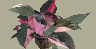 After booking, all of the property's details, including telephone and address, are it is situated 650 yards from national maritime museum and provides room service. Philodendron Pink Princess Philodendron Erubescens Care Guide