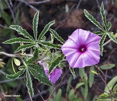 Image result for Ipomoea magnusiana