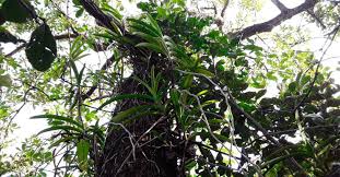 Image result for Erythroxylum platycladum