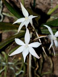 Image result for Aerangis kirkii