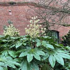 Image result for Alafia orientalis