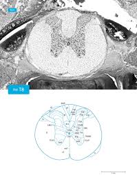 This approach could also quite effectively be used for generation of expression data for model animals such as mouse, rat, and chimpanzee. Atlas Of The Rat Spinal Cord Sciencedirect