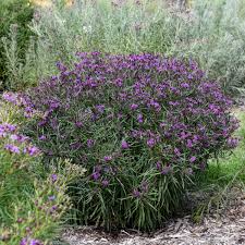Image result for Vernonia glabra