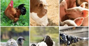 From tiny insects to giant zoo animals, this quiz is perfect for animal lovers. Retinto Is A Breed Of Which Farm Animal Trivia Questions