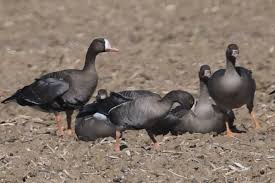 Szczegóły obserwacji