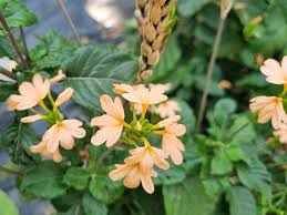 Image result for Crossandra fruticulosa