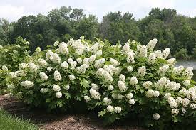 Maybe you would like to learn more about one of these? 5 Top Rated Shrubs For Easy Maintenance Landscapes Proven Winners
