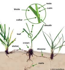 The Grass Is Always Greener On The Other Side Of The Fence Examples How Grass Works Rhizome Grass Planting Flowers