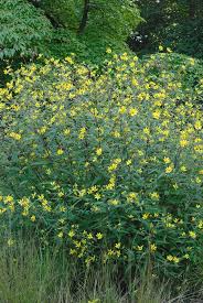 Image result for Helianthus