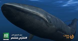 ظهرت هذه اللعبة في روسيا في عام 2013، وكانت محدودة الانتشار حتى عام 2016 عندما انتشرت بين الشباب والمراهقين هناك على نطاق واسع. Emaratfm Ù‡Ù„ ØªØ¹Ù„Ù… ÙƒÙ… ÙˆØ²Ù† Ù„Ø³Ø§Ù† Ø§Ù„Ø­ÙˆØª Ø§Ù„Ø£Ø¨ÙŠØ¶ Facebook