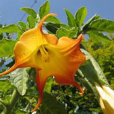 Image result for Brugmansia