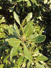 Image result for Euclea undulata