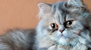 Share your cat's pictures, ask about grooming tips, health and food issues. Persian Cats One Of The Oldest Breed Of Cats Very Interesting Facts Pana