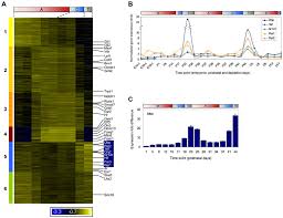 In the hair bulb living cells divide and grow. Clock Regulated Genes Are Periodically Expressed During Hair Follicle Download Scientific Diagram
