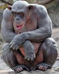 Their nudism is due to a hereditary recessive gene. 20 Crazy Pictures Of Animals Without Hair