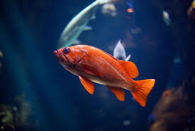 Criar Peixes Conheca 5 Especies Para Iniciantes Petz
