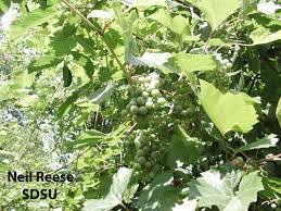 Image result for Vitaceae