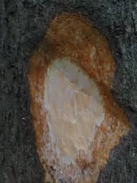 Image result for Rytigynia sp. M