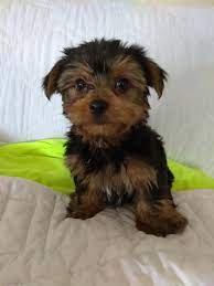 Maybe you would like to learn more about one of these? Yorkshire Terrier Puppies For Sale Richmond Va 286445