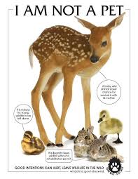 Born Wild Stay Wild I Am Not A Pet Orphan Wildlife How To Help Injured Wildlife Baby Wildlife Wildlife R Injured Wildlife Wildlife Rehabilitation Wildlife
