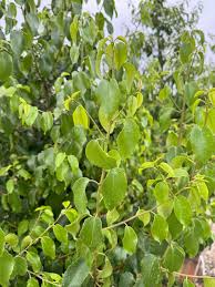 Image result for Prunus