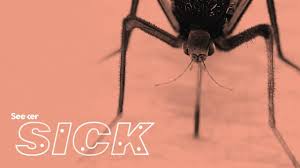 In order to track the spread of malaria, mosquito traps need to be installed over the sleeping area of the shelter, where mosquitoes will be attracted by. What Happens When Someone Gets Dengue Fever Youtube