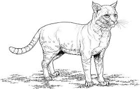 Kitten Realistic Cat Coloring Pages Cat Coloring Page Cat Colors Dog Coloring Page