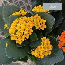 Image result for Kalanchoe dyeri