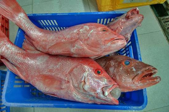 Photo 1167-07: Reddish fish Malabar blood snapper (Hamra...Market, Abu Hamour area. Doha, Qatar