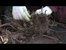 Gardening Tips Identifying Flower Bulbs Youtube