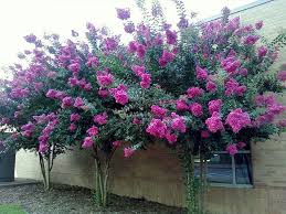 Phonepic Mauve Crepe Myrtles Flowering Trees Garden Yard Ideas Crepe Myrtle